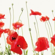 960_mohn1