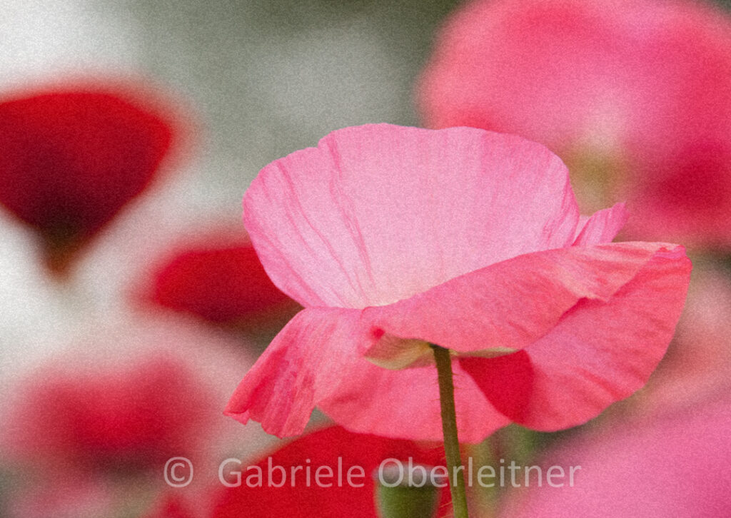 Mohn kann mehr